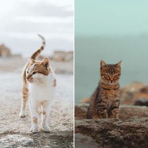 Fiery Jazz Violin - Ambiance for Cat Training Time - Music for Resting Cats