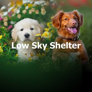 Low Sky Shelter - Dog Music Club