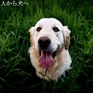 人から犬へ - Morning Calm Playlist