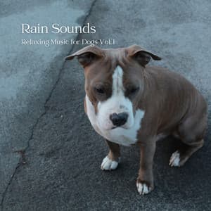 Rain Sounds: Relaxing Music for Dogs Vol. 1 - Nature Lab