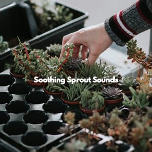 Soothing Sprout Sounds - Light Dinner Music