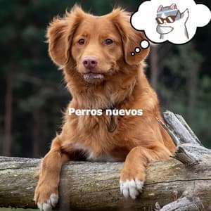 Perros nuevos - Elevator Music Deluxe