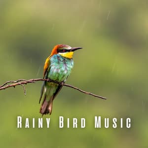 Rainy Bird Music - Enjoyable Rain Sleep Sound