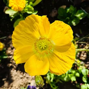 10 AM Waterfronts: Softly Treading - Nature Sound Collection