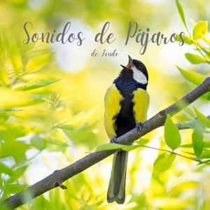 Sonidos de Pájaros de Fondo - Sonidos de la naturaleza: tormenta, lluvia