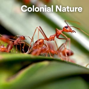 Colonial Nature - Sounds of Nature Noise