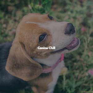 Canine Chill - Montreal Jazz Classics