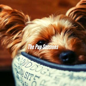 The Pup Sessions - Music for Dogs Playlist