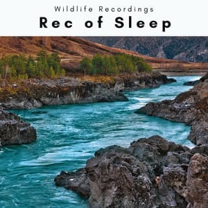 1 Rec of Sleep - Wildlife Recordings