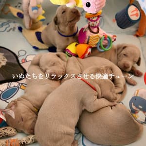 いぬたちをリラックスさせる快適チューン - Jazz para Estudiar