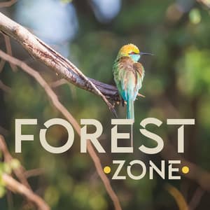 Forest Zone: Morning and Serene Relaxation - Beat Stress