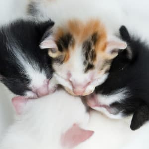 Relaxing Vacuum - Relaxing For Babies And Cats