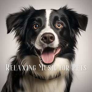 Relaxing Music for Pets: Soothing Tunes for When You're Not Home - Dog & Calm