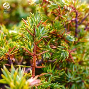 Velvet Raindrops On The Piano's Canvas - Mystic Haven