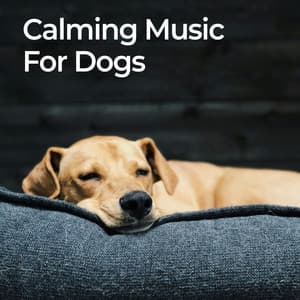 Calming Music for Dogs - Pet Therapy Specialist