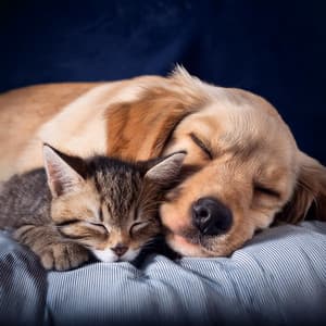 Ritmos De Hip Hop Para Dormir A Las Mascotas - Analogía de la comedia