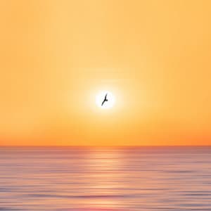 Dreamy Beachside Dog Days: Oceanic Harmony - Sleep Magic