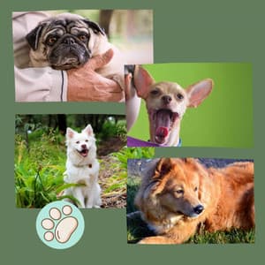 Background Music - Doggy Meal Time - Good Dog Music