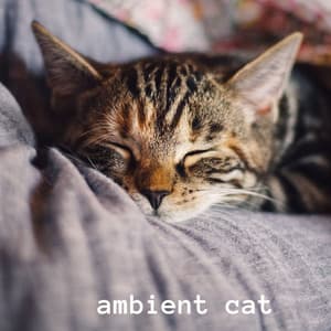 Ambient Cat - Cat Music Hour