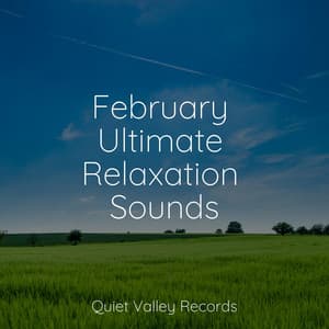 February Ultimate Relaxation Sounds - Calming Rainforest Sounds