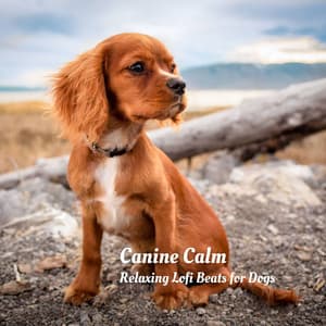 Canine Calm: Relaxing Lofi Beats for Dogs - Lofiwaala