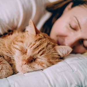 Música Para La Siesta Del Gato: Sonidos Serenos - La armonía