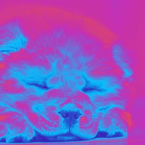 Bossa Nova Guitar - Music for Agile Pups - Dog Anxiety Music