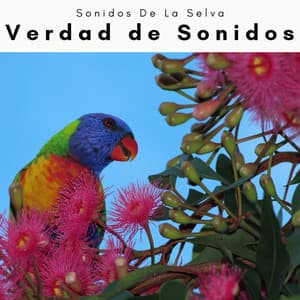 A Verdad de Sonidos - Sonidos De La Selva
