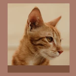 Feelings for Afternoon Cats - Cat Music Studio