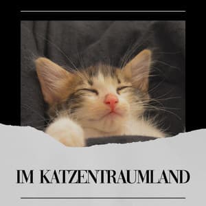 Im Katzentraumland - Katzenmusik