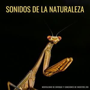 Sonidos De La Naturaleza: Mentalidad De Enfoque Y Canciones De Insectos Zen - Grabaciones de campo de la naturaleza