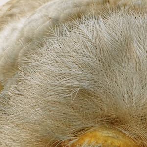 365 Complete Works 12 - Aidan O'Rourke