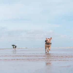 Echoes of Calming Your Puppy - Dog Music Experience