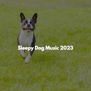 Sleepy Dog Music 2023 - Work from Home Classics