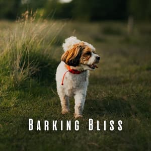 Barking Bliss: Dogs' Binaural Happiness - Solfeggio Frequencies 528Hz