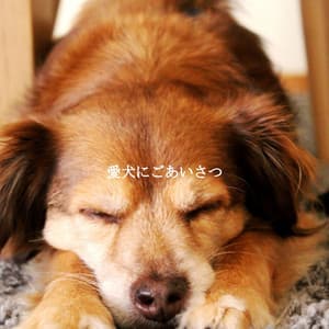 愛犬にごあいさつ - Friday Morning Jazz Chillout