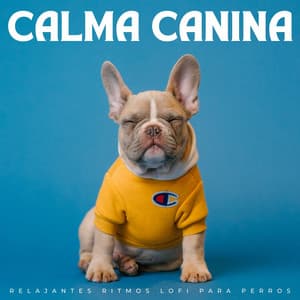 Calma Canina: Relajantes Ritmos Lofi Para Perros - Vibraciones lofi