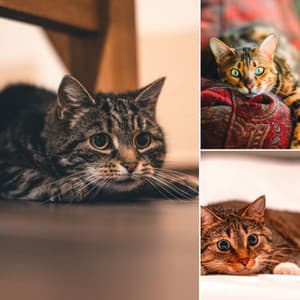 Peaceful Music for A Quiet Cat - Harmonica Solo - Calming Music for Cats