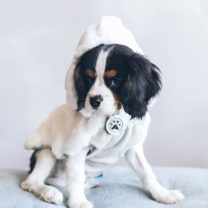 Simple Music for Anxious Dogs - Piano - Dog Anxiety Music