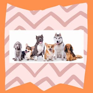 Spirited Jazz Organ - Bgm for Winter Dog Strolls - Good Dog Music