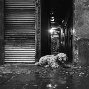 Piano Solo - Music for Dog Anxiety - Music for Dogs Playlist