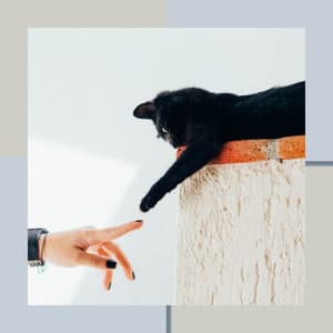 Acoustic Smooth Jazz Guitar - Ambiance for A Quiet Cat - Musica para Gatos