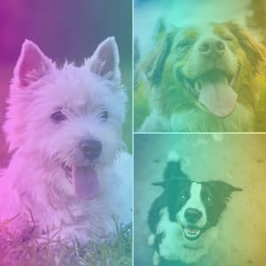 Son Montuno - Music for Dog Relaxation Sessions - Sleeptime for Dogs