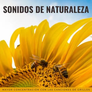 Sonidos De Naturaleza: Mayor Concentración Con Las Canciones De Grillos - Sonidos de Cricket y Sonidos de la Naturaleza Collabo y Zen Master