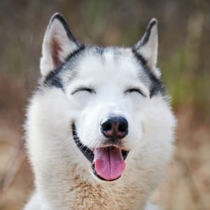 Joyful Bark Echoes: Piano for Doggy Joy - Classic Chillout