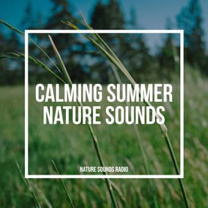 Calming Summer Nature Sounds - Nature Sounds Radio