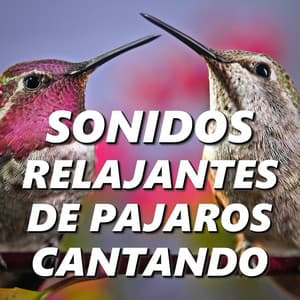Sonidos Relajantes de Pajaros Cantando - Sonidos De Pajaros