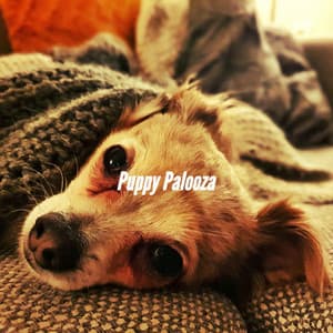 Puppy Palooza - Relaxing Dog Music Classics