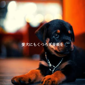 愛犬にもくつろぎ音楽を - Soft Jazz Background Music
