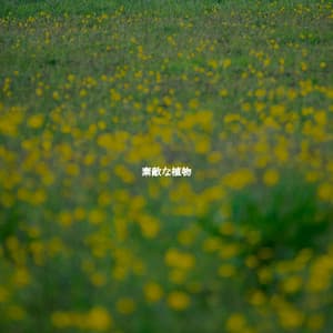 素敵な植物 - Brazilian Jazz Lounge